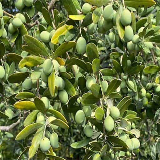 درخت زیتون
