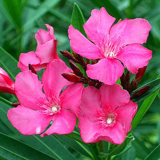 گل خرزهره